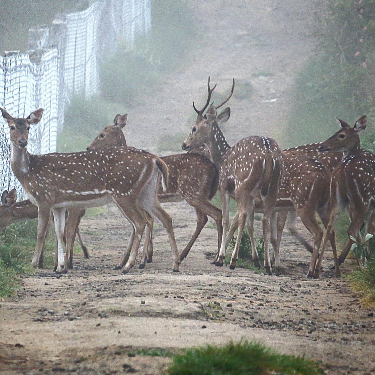 Вилла The Deer Meadows Мудумалай Экстерьер фото